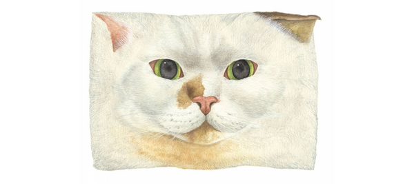 Cat's ISSUE